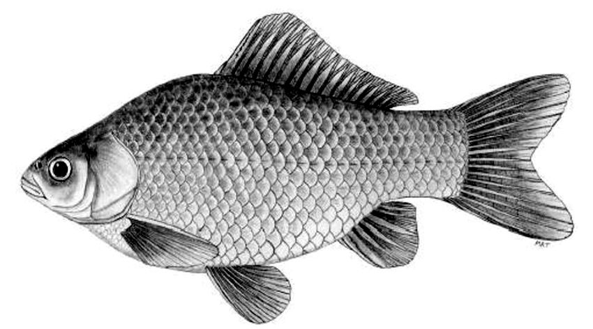 Carassius auratus_001.jpg